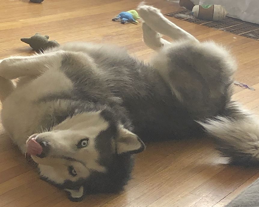 husky on his side