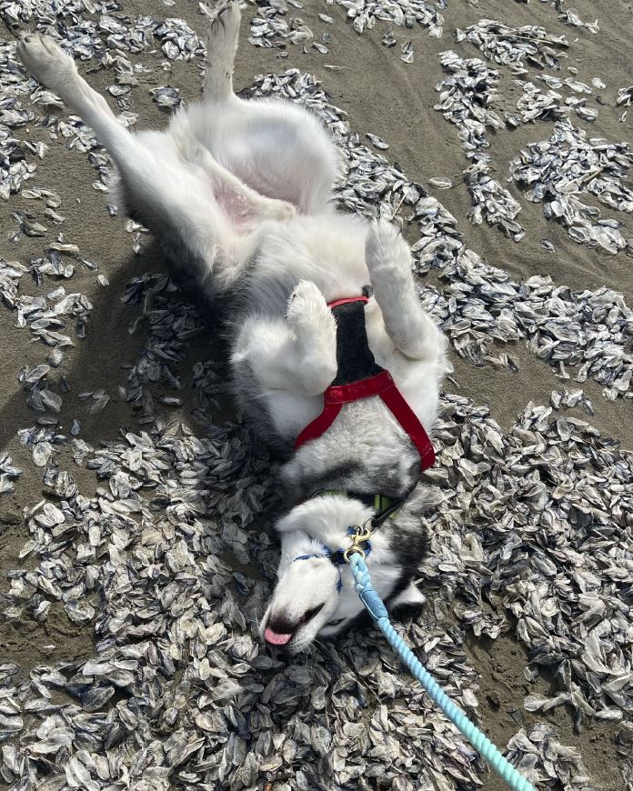 Upside-down husky on the ground