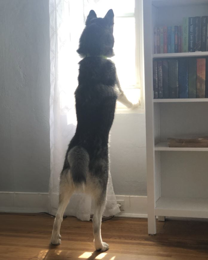 groof dog 03 dog looking out window